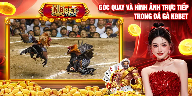 Góc quay và hình ảnh trực tiếp trong đá gà kbbet