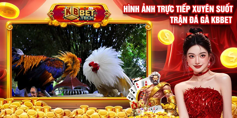 Hình ảnh trực tiếp xuyên suốt trận đá gà kbbet